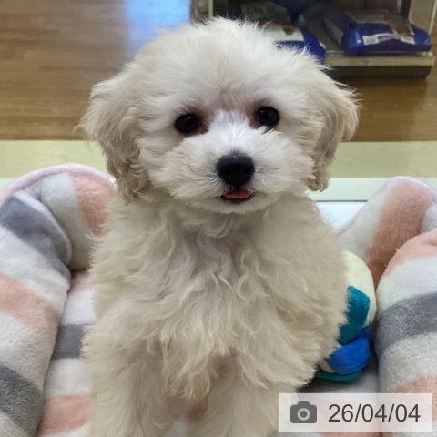 香川県のトイプードル(トイ) (ペットプラス 高松店/2026年1月25日生まれ/女の子/クリーム)の子犬の3枚目の画像