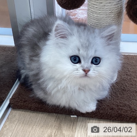 愛媛県のペルシャ (ペットプラス 新居浜店/2026年1月21日生まれ/男の子/チンチラシルバー)の子猫の4枚目の画像