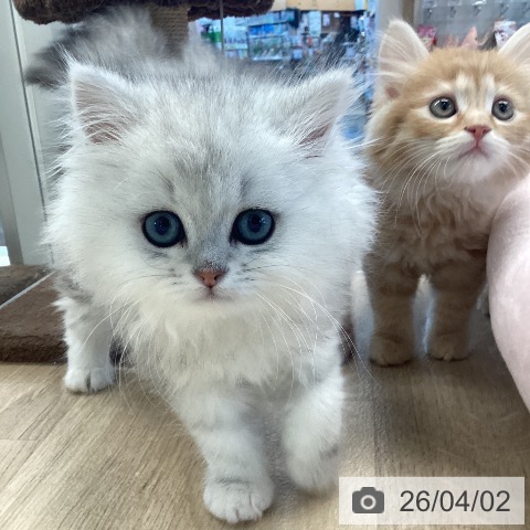 愛媛県のペルシャ (ペットプラス 新居浜店/2026年1月21日生まれ/男の子/チンチラシルバー)の子猫の3枚目の画像