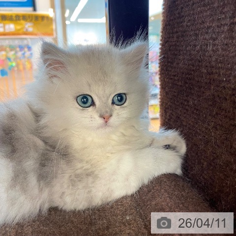 愛媛県のペルシャ (ペットプラス 新居浜店/2026年1月21日生まれ/男の子/チンチラシルバー)の子猫の4枚目の画像