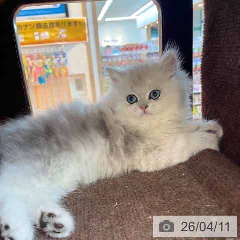 愛媛県のペルシャ (ペットプラス 新居浜店/2026年1月21日生まれ/男の子/チンチラシルバー)の子猫の3枚目の画像