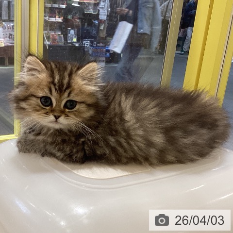 岡山県のペルシャ (ペットプラス 岡山店/2026年1月21日生まれ/男の子/チンチラゴールデン)の子猫の3枚目の画像