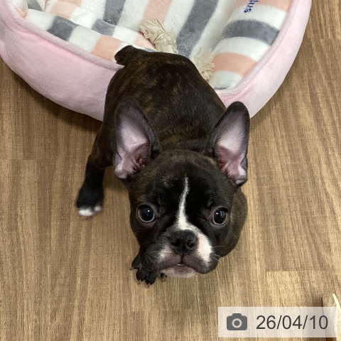 鳥取県のフレンチブルドッグ (ペッツワン 日吉津店/2026年1月27日生まれ/女の子/ブリンドルホワイト)の子犬の4枚目の画像