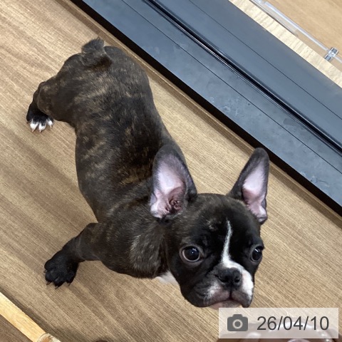 鳥取県のフレンチブルドッグ (ペッツワン 日吉津店/2026年1月27日生まれ/女の子/ブリンドルホワイト)の子犬の3枚目の画像