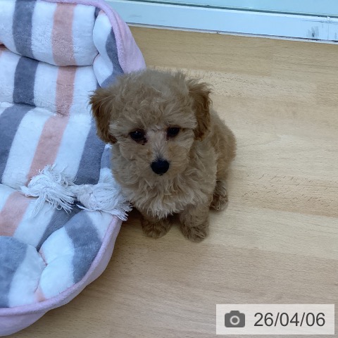 香川県のトイプードル(トイ) (ペットプラス 綾川店/2026年1月28日生まれ/男の子/アプリコット)の子犬の4枚目の画像