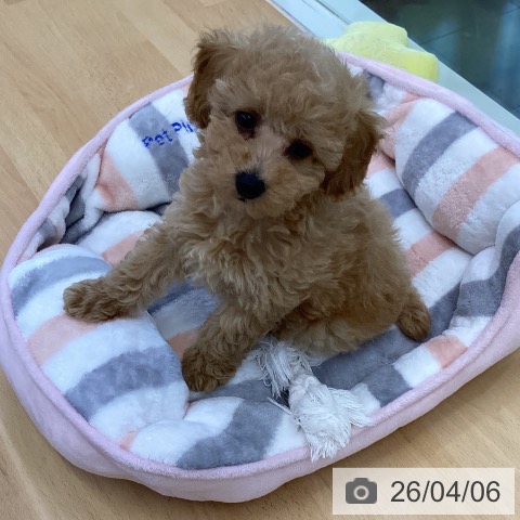 香川県のトイプードル(トイ) (ペットプラス 綾川店/2026年1月28日生まれ/男の子/アプリコット)の子犬の3枚目の画像