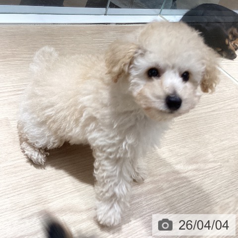 徳島県のトイプードル(トイ) (ペットプラス 徳島店/2026年1月25日生まれ/男の子/ペールフォーン)の子犬の4枚目の画像