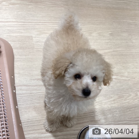 徳島県のトイプードル(トイ) (ペットプラス 徳島店/2026年1月25日生まれ/男の子/ペールフォーン)の子犬の3枚目の画像