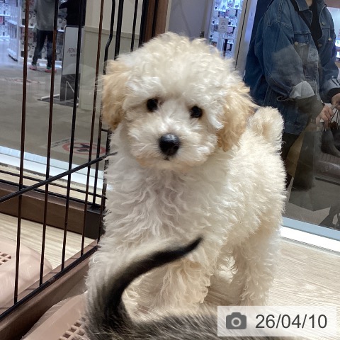 徳島県のトイプードル(トイ) (ペットプラス 徳島店/2026年1月25日生まれ/男の子/ペールフォーン)の子犬の3枚目の画像