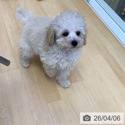 香川県のトイプードル(トイ) (ペットプラス 綾川店/2026年1月25日生まれ/女の子/ペールフォーン)の子犬の4枚目の画像