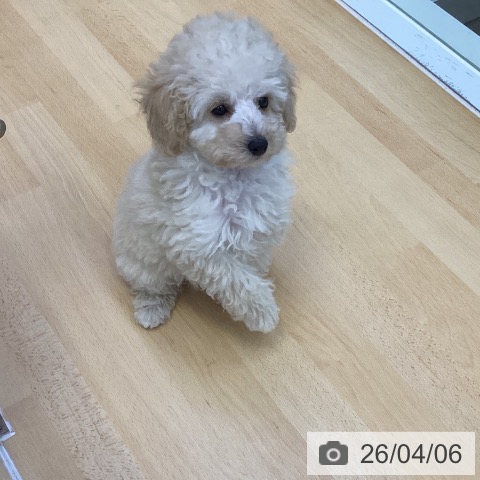 香川県のトイプードル(トイ) (ペットプラス 綾川店/2026年1月25日生まれ/女の子/ペールフォーン)の子犬の3枚目の画像