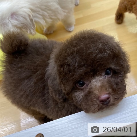 トイ・プードルの写真