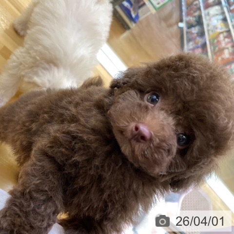 トイ・プードルの写真