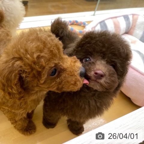 トイ・プードルの写真