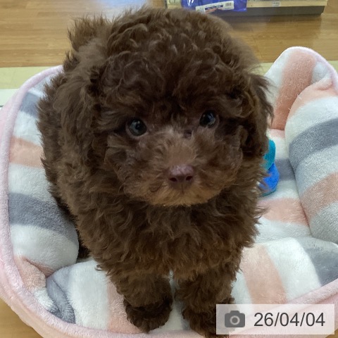 香川県のトイプードル(トイ) (ペットプラス 高松店/2026年1月30日生まれ/男の子/ブラウン)の子犬の4枚目の画像
