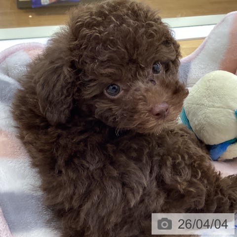 香川県のトイプードル(トイ) (ペットプラス 高松店/2026年1月30日生まれ/男の子/ブラウン)の子犬の3枚目の画像