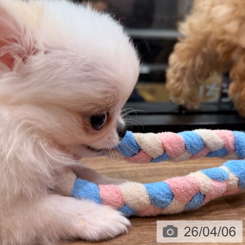 岡山県のチワワ(ロング) (ペッツワン 岡山南店/2026年1月29日生まれ/女の子/ホワイトクリーム)の子犬の4枚目の画像