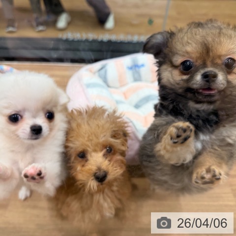 岡山県のチワワ(ロング) (ペッツワン 岡山南店/2026年1月29日生まれ/女の子/ホワイトクリーム)の子犬の3枚目の画像