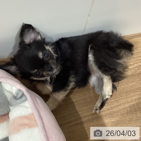 鳥取県のチワワ(ロング) (ペッツワン 日吉津店/2026年1月29日生まれ/女の子/ブラッククリーム)の子犬の3枚目の画像