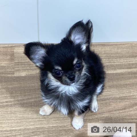 鳥取県のチワワ(ロング) (ペッツワン 日吉津店/2026年1月29日生まれ/女の子/ブラッククリーム)の子犬の4枚目の画像