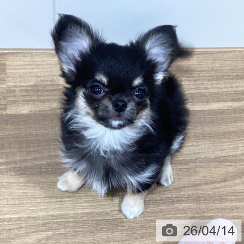 鳥取県のチワワ(ロング) (ペッツワン 日吉津店/2026年1月29日生まれ/女の子/ブラッククリーム)の子犬の3枚目の画像