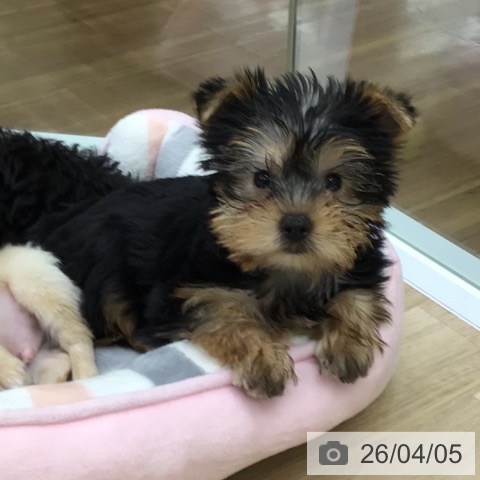 福島県のヨークシャーテリア (ペットプラス 福島店/2026年1月27日生まれ/女の子/スチールブルータン)の子犬の3枚目の画像