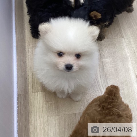 山梨県のポメラニアン (ペットプラス 甲府昭和店/2026年1月30日生まれ/男の子/ホワイトクリーム)の子犬の4枚目の画像