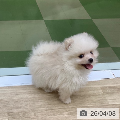 山梨県のポメラニアン (ペットプラス 甲府昭和店/2026年1月30日生まれ/男の子/ホワイトクリーム)の子犬の3枚目の画像