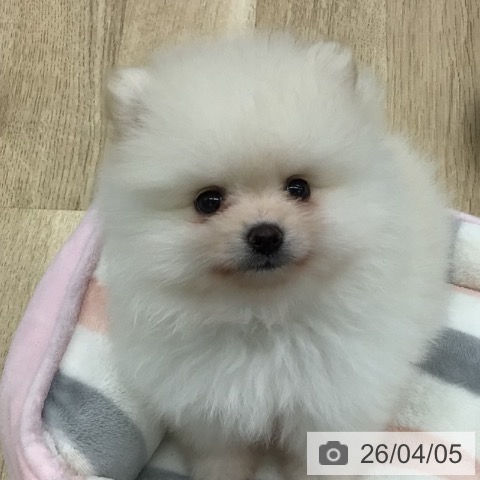 福島県のポメラニアン (ペットプラス 福島店/2026年1月30日生まれ/男の子/ホワイトクリーム)の子犬の3枚目の画像
