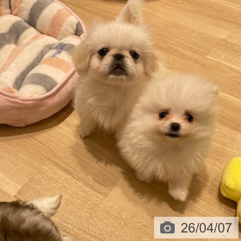 長野県のポメラニアン (ペットプラス 須坂店/2026年1月30日生まれ/男の子/ホワイト)の子犬の4枚目の画像