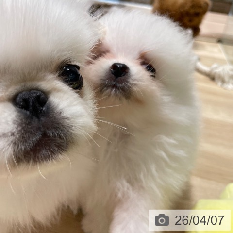 長野県のポメラニアン (ペットプラス 須坂店/2026年1月30日生まれ/男の子/ホワイト)の子犬の3枚目の画像