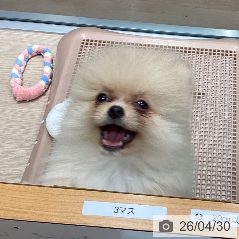 ポメラニアンの写真