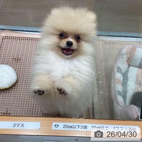 ポメラニアンの写真