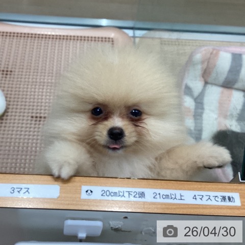 ポメラニアンの写真
