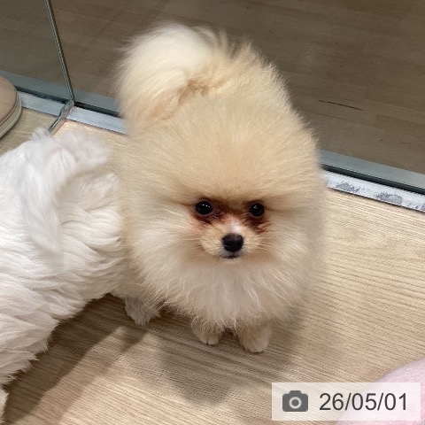 ポメラニアンの写真