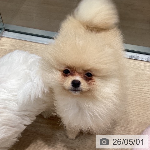 ポメラニアンの写真