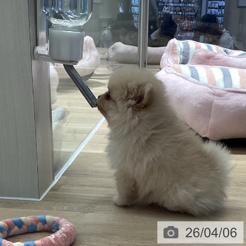 千葉県のポメラニアン (ペットプラス 柏店/2026年1月30日生まれ/女の子/クリーム)の子犬の4枚目の画像