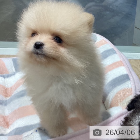 千葉県のポメラニアン (ペットプラス 柏店/2026年1月30日生まれ/女の子/クリーム)の子犬の3枚目の画像
