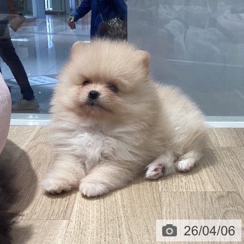 千葉県のポメラニアン (ペットプラス 柏店/2026年1月30日生まれ/女の子/クリーム)の子犬の3枚目の画像