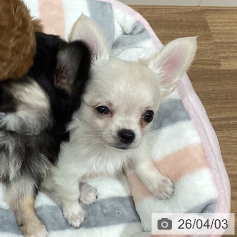 鳥取県のチワワ(ロング) (ペッツワン 日吉津店/2026年1月30日生まれ/男の子/クリーム)の子犬の3枚目の画像