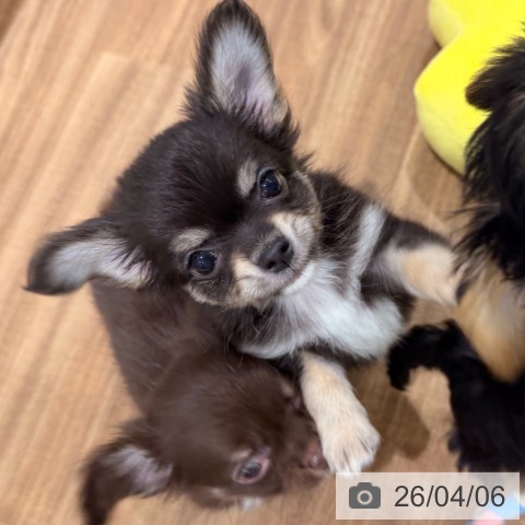 岡山県のチワワ(ロング) (ペッツワン 岡山南店/2026年1月30日生まれ/男の子/ブラッククリーム)の子犬の4枚目の画像