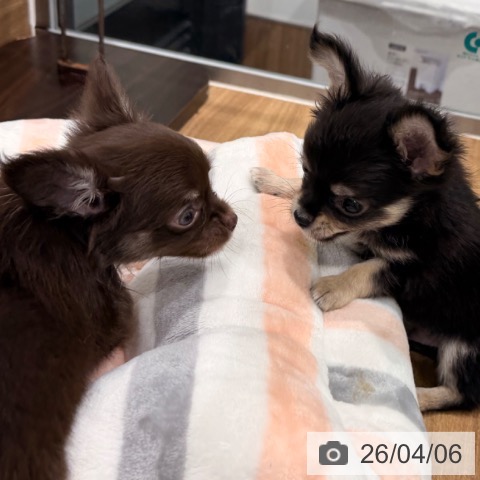 岡山県のチワワ(ロング) (ペッツワン 岡山南店/2026年1月30日生まれ/男の子/ブラッククリーム)の子犬の3枚目の画像