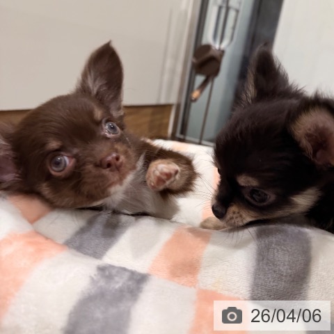 岡山県のチワワ(ロング) (ペッツワン 岡山南店/2026年1月30日生まれ/女の子/チョコレートクリーム)の子犬の4枚目の画像