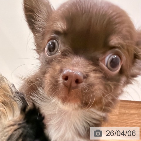 岡山県のチワワ(ロング) (ペッツワン 岡山南店/2026年1月30日生まれ/女の子/チョコレートクリーム)の子犬の3枚目の画像