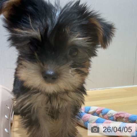 埼玉県のヨークシャーテリア (ペットプラス 与野店/2026年1月18日生まれ/女の子/スチールブルータン)の子犬の3枚目の画像