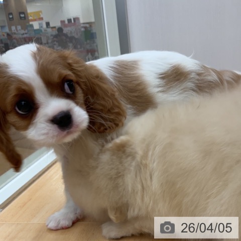 キャバリア・キングチャールズ・スパニエルの写真
