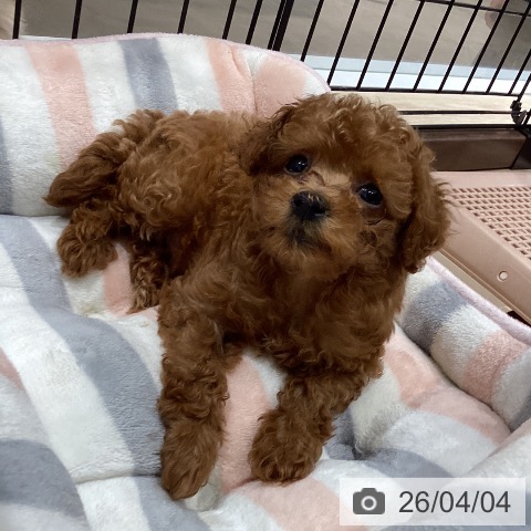 徳島県のトイプードル(トイ) (ペットプラス 徳島店/2026年1月31日生まれ/男の子/レッド)の子犬の3枚目の画像