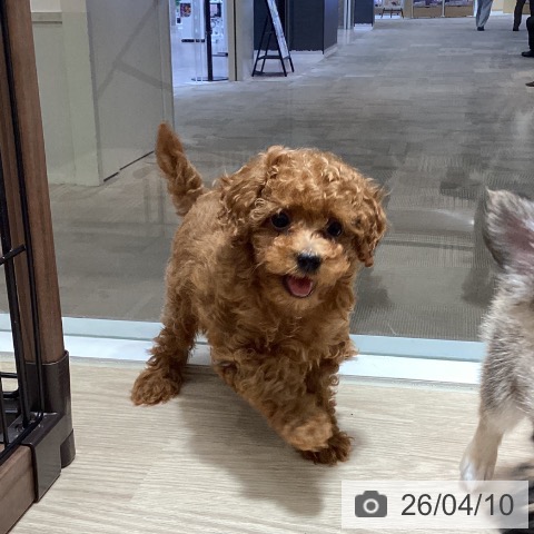 徳島県のトイプードル(トイ) (ペットプラス 徳島店/2026年1月31日生まれ/男の子/レッド)の子犬の3枚目の画像