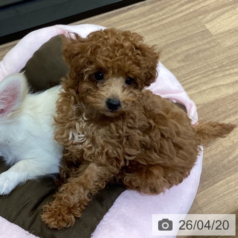 鳥取県のトイプードル(トイ) (ペッツワン 日吉津店/2026年1月31日生まれ/男の子/レッド)の子犬の3枚目の画像