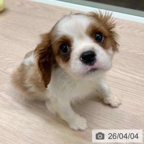 キャバリア・キングチャールズ・スパニエルの写真